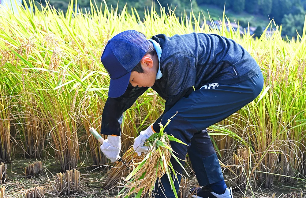 お米の収穫体験学習
